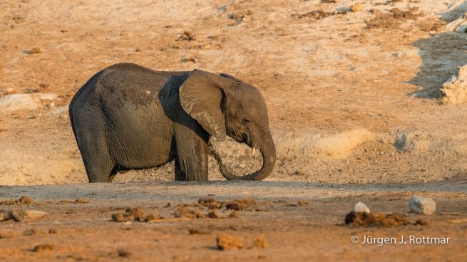 Botswana 09/2019 | Chobe River | African Savanna Elephant (Afrikanischer Elefant)