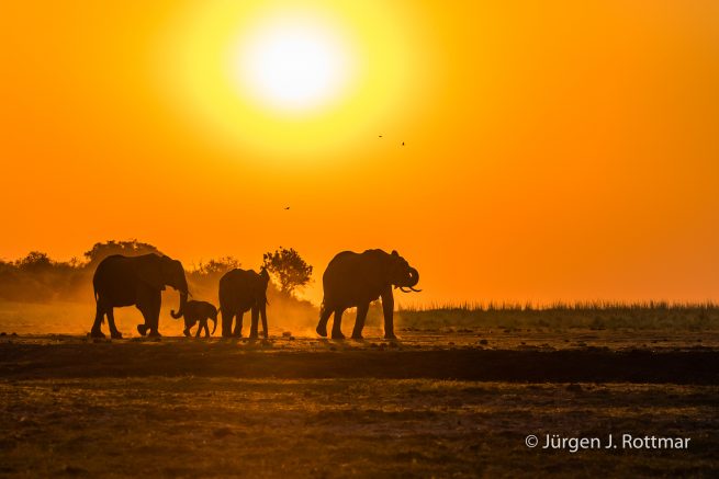 Botswana 09/2019 | Chobe River | African Savanna Elephant (Afrikanischer Elefant)