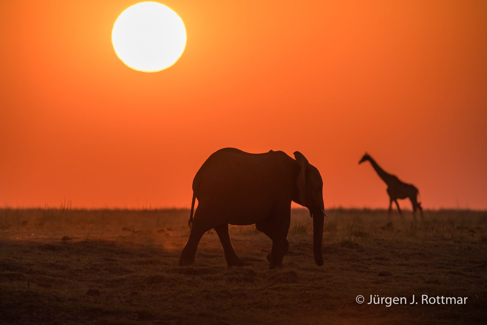 Botswana 09/2019 | Chobe River | African Savanna Elephant and Giraffe (Afrikanischer Elefant und Giraffe)