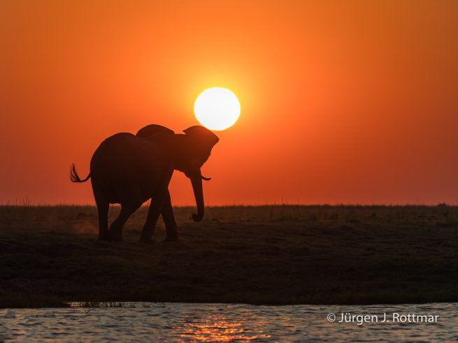 Botswana 09/2019 | Chobe River | African Savanna Elephant (Afrikanischer Elefant)