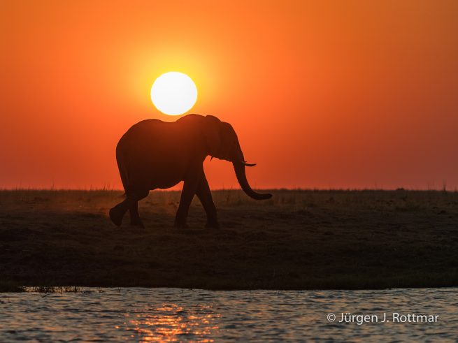 Botswana 09/2019 | Chobe River | African Savanna Elephant (Afrikanischer Elefant)
