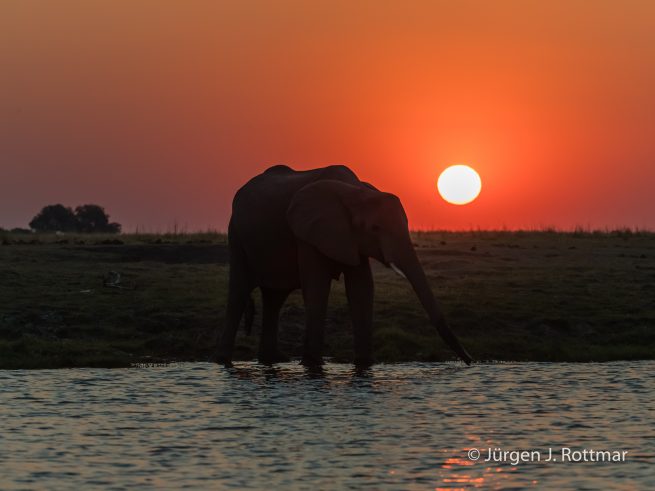 Botswana 09/2019 | Chobe River | African Savanna Elephant (Afrikanischer Elefant)