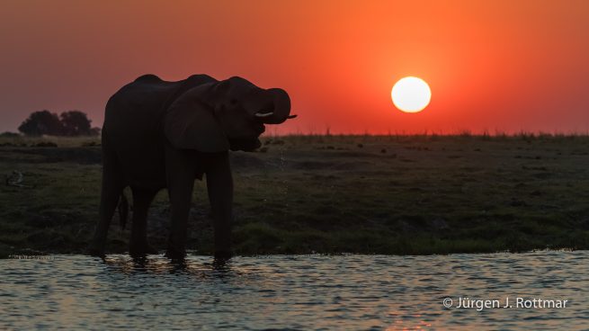 Botswana 09/2019 | Chobe River | African Savanna Elephant (Afrikanischer Elefant)