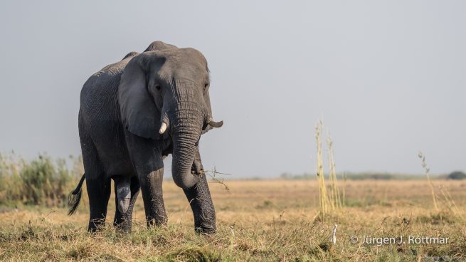 Botswana 09/2019 | Chobe River | African Savanna Elephant (Afrikanischer Elefant)