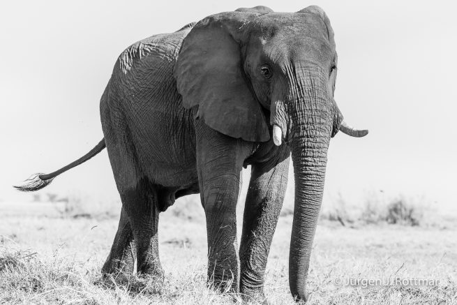 Botswana 09/2019 | Chobe River | African Savanna Elephant (Afrikanischer Elefant)