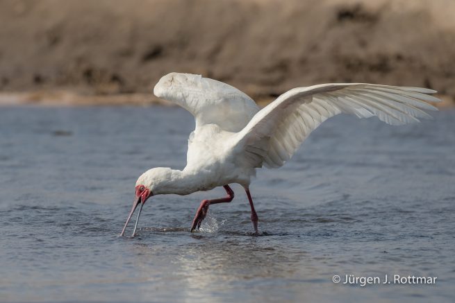 Botswana 09/2019 | Chobe River | African Spoonbill (Afrikanischer Löffler)