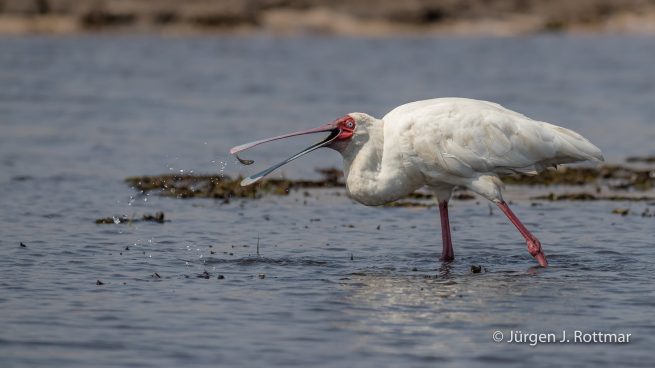 Botswana 09/2019 | Chobe River | African Spoonbill (Afrikanischer Löffler)