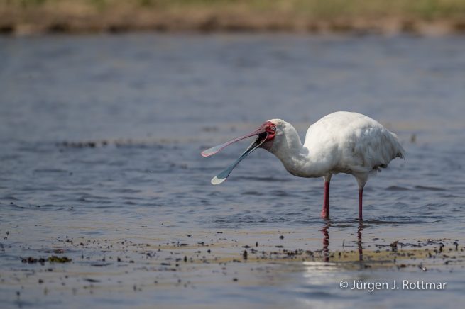 Botswana 09/2019 | Chobe River | African Spoonbill (Afrikanischer Löffler)