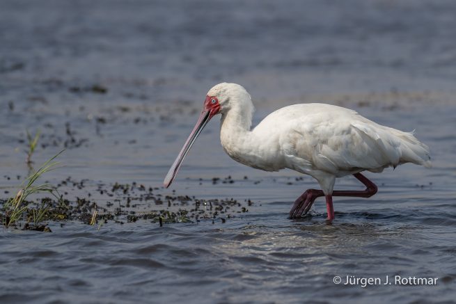 Botswana 09/2019 | Chobe River | African Spoonbill (Afrikanischer Löffler)