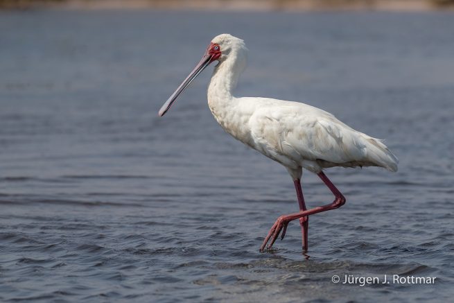 Botswana 09/2019 | Chobe River | African Spoonbill (Afrikanischer Löffler)