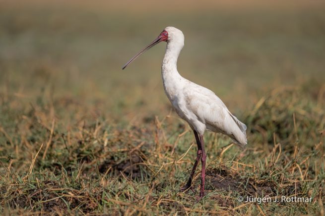 Botswana 09/2019 | Chobe River | African Spoonbill (Afrikanischer Löffler)