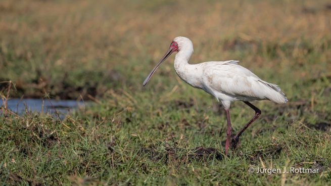 Botswana 09/2019 | Chobe River | African Spoonbill (Afrikanischer Löffler)