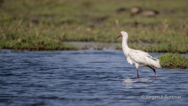 Botswana 09/2019 | Chobe River | African Spoonbill (Afrikanischer Löffler)