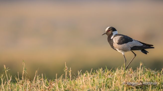 Botswana 09/2019 | Chobe River | Blacksmith Lapwing (Waffenkiebitz)