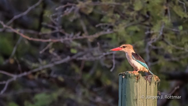 Botswana 09/2019 | Chobe River | Brown-hooded Kingfisher (Braunkopfliest)