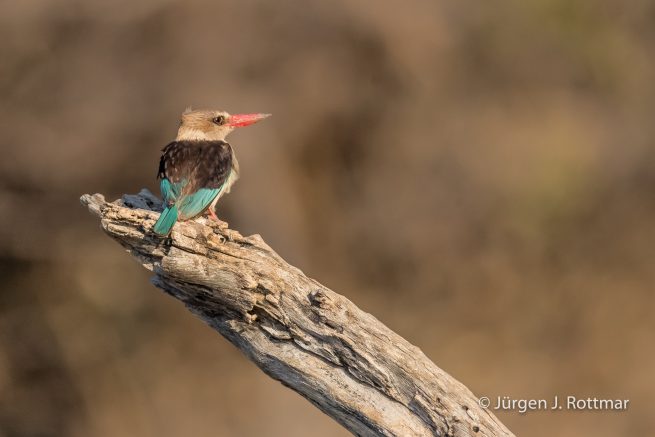 Botswana 09/2019 | Chobe River | Brown-hooded Kingfisher (Braunkopfliest)
