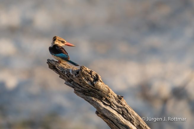 Botswana 09/2019 | Chobe River | Brown-hooded Kingfisher (Braunkopfliest)
