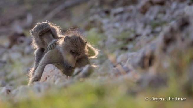 Botswana 09/2019 | Chobe River | Chacma Baboon (Tschakmapavian)