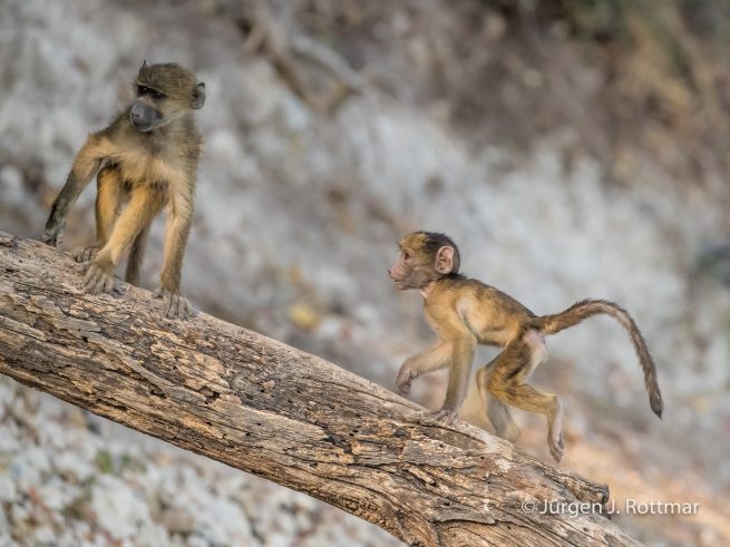 Botswana 09/2019 | Chobe River | Chacma Baboon (Tschakmapavian)