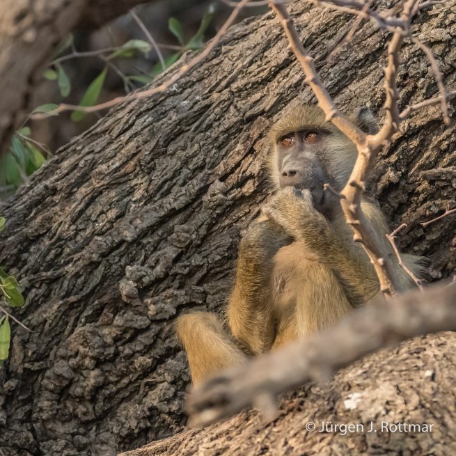 Botswana 09/2019 | Chobe River | Chacma Baboon (Tschakmapavian)