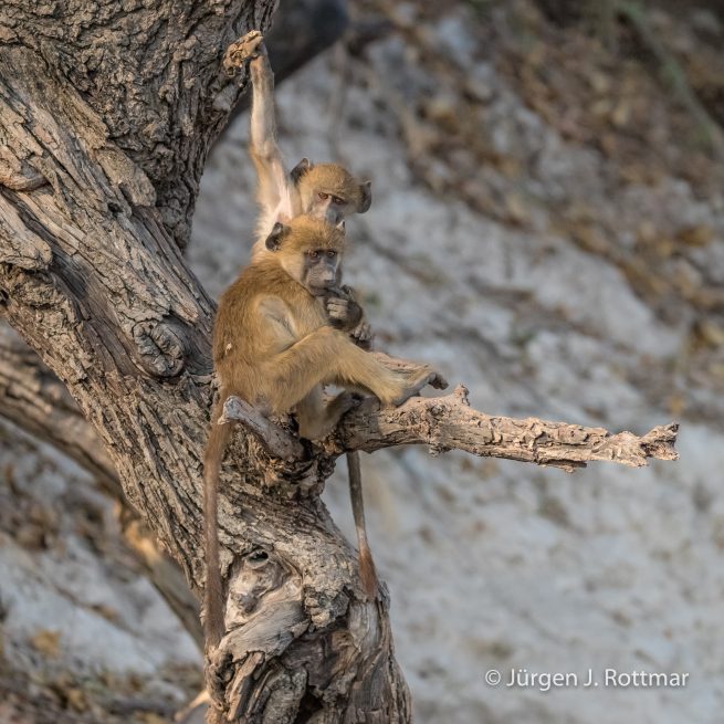 Botswana 09/2019 | Chobe River | Chacma Baboon (Tschakmapavian)