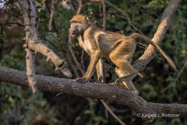 Botswana 09/2019 | Chobe River | Chacma Baboo (Tschakmapavian)