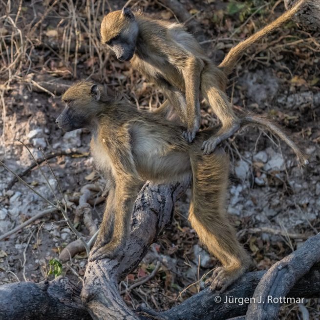 Botswana 09/2019 | Chobe River | Chacma Baboo (Tschakmapavian)