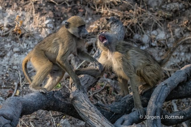 Botswana 09/2019 | Chobe River | Chacma Baboo (Tschakmapavian)