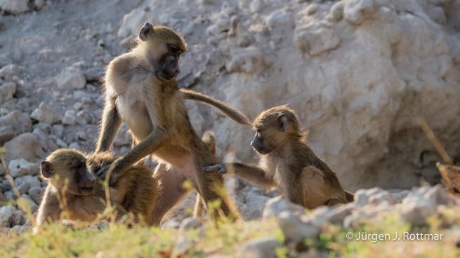 Botswana 09/2019 | Chobe River | Chacma Baboo (Tschakmapavian)