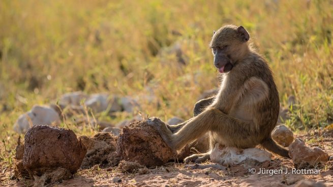 Botswana 09/2019 | Chobe River | Chacma Baboo (Tschakmapavian)