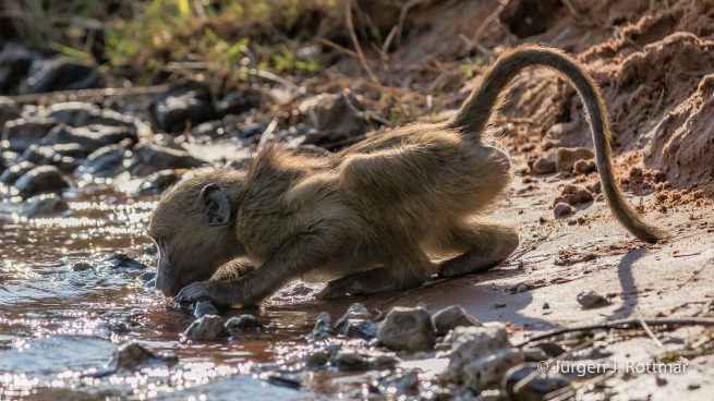 Botswana 09/2019 | Chobe River | Chacma Baboo (Tschakmapavian)
