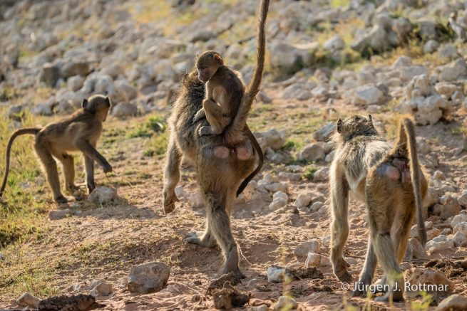 Botswana 09/2019 | Chobe River | Chacma Baboon (Tschakmapavian)