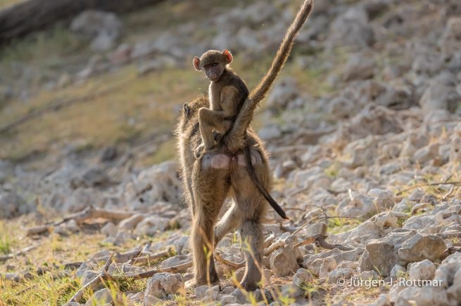 Botswana 09/2019 | Chobe River | Chacma Baboon (Tschakmapavian)