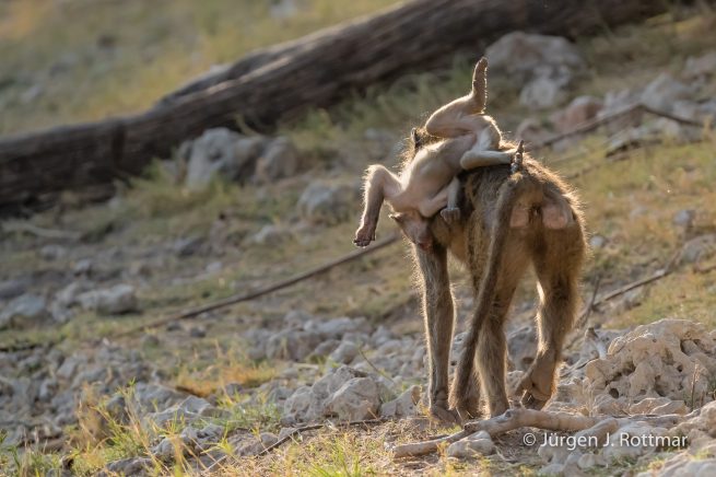 Botswana 09/2019 | Chobe River | Chacma Baboon (Tschakmapavian)