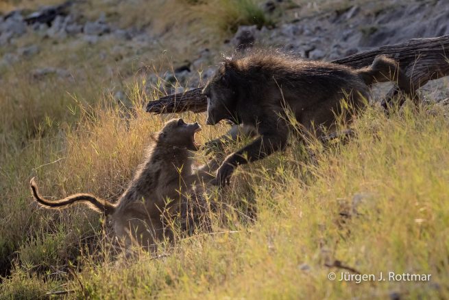 Botswana 09/2019 | Chobe River | Chacma Baboo (Tschakmapavian)