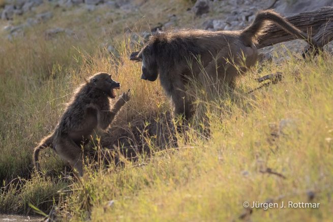 Botswana 09/2019 | Chobe River | Chacma Baboo (Tschakmapavian)