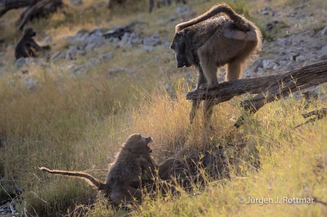 Botswana 09/2019 | Chobe River | Chacma Baboo (Tschakmapavian)
