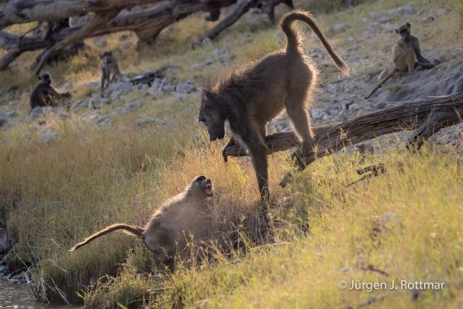 Botswana 09/2019 | Chobe River | Chacma Baboo (Tschakmapavian)