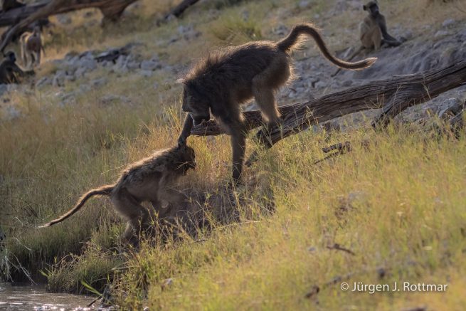 Botswana 09/2019 | Chobe River | Chacma Baboo (Tschakmapavian)