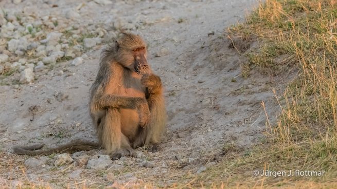 Botswana 09/2019 | Chobe River | Chacma Baboon (Tschakmapavian)