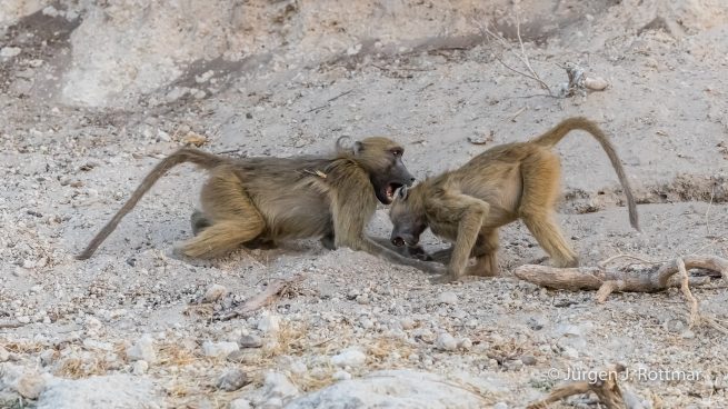 Botswana 09/2019 | Chobe River | Chacma Baboon (Tschakmapavian)