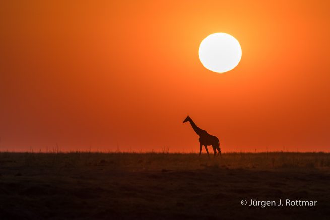 Botswana 09/2019 | Chobe River | Giraffe (Giraffe)