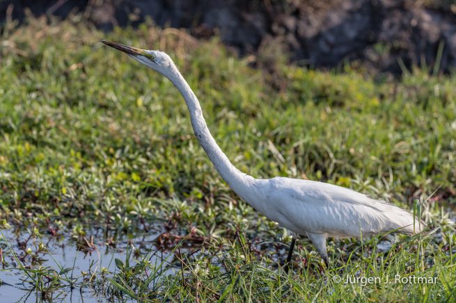 Botswana 09/2019 | Chobe River | Great Egret (Silberreiher)