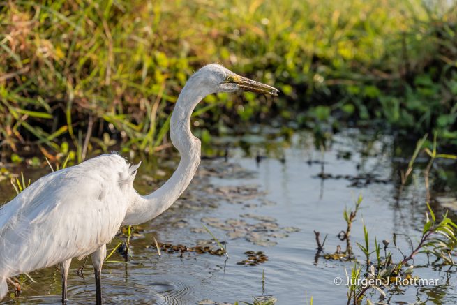 Botswana 09/2019 | Chobe River | Great Egret (Silberreiher)