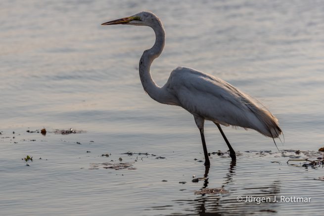 Botswana 09/2019 | Chobe River | Great Egret (Silberreiher)