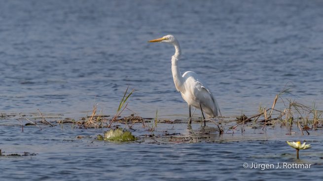Botswana 09/2019 | Chobe River | Great Egret (Silberreiher)
