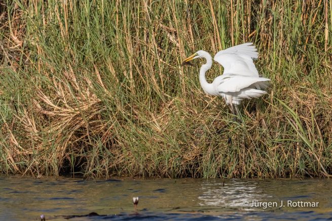 Botswana 09/2019 | Chobe River | Great Egret (Silberreiher)