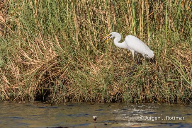 Botswana 09/2019 | Chobe River | Great Egret (Silberreiher)