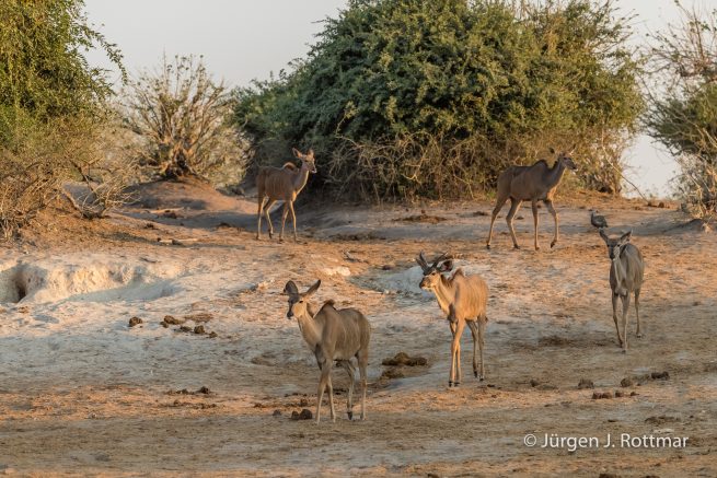 Botswana 09/2019 | Chobe River | Greater Kudu (Kudu)