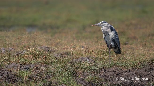 Botswana 09/2019 | Chobe River | Grey Heron (Graureiher)